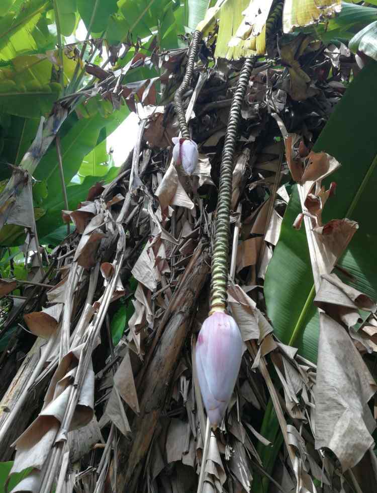 海南热带水果 海南盛产的好吃的热带水果特产香蕉为什么广东也能种植？