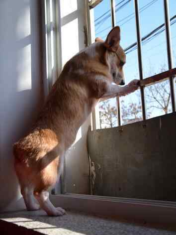 无尾狗 柯基犬为什么都没有尾巴？纯种的柯基犬多少钱一只