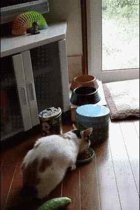 猫为什么怕黄瓜 喵星人看到黄瓜被吓到飞起 猫为什么害怕黄瓜？（动图）