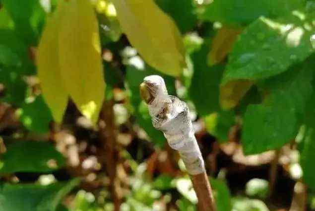 果树怎么嫁接 如何提高果树嫁接成活率，什么时间嫁接合适等4个问题帮你搞懂嫁接难题