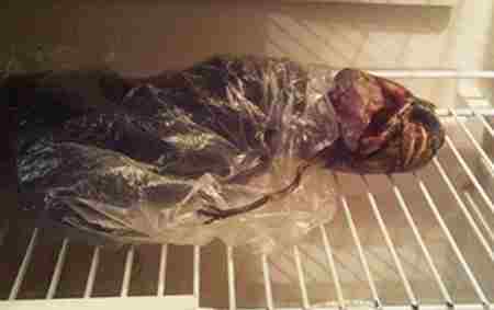 冰柜藏尸图组 外星人尸体藏冰箱真相