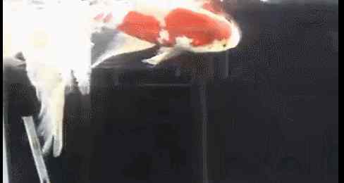 金鱼品种 领略世界各国最美的金鱼品种！