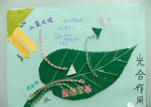 光合作用的意义 【植物知识】光合作用