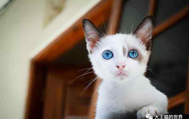 猫看见鬼有几种表现 猫咪能看见鬼么？为什么猫会盯着一个地方看？