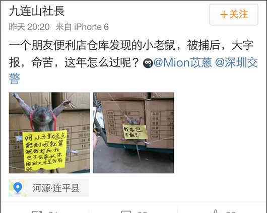 老鼠胸前挂悔过书 老鼠被五花大绑胸前挂悔过书 网友：字写错了你这只文盲鼠
