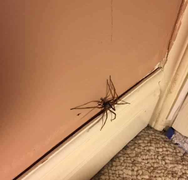 家里有蜘蛛 晚上看到蜘蛛代表什么？家里有蜘蛛要不要打死
