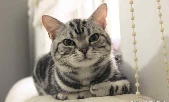 搜索猫 7种颜值最高的猫咪介绍