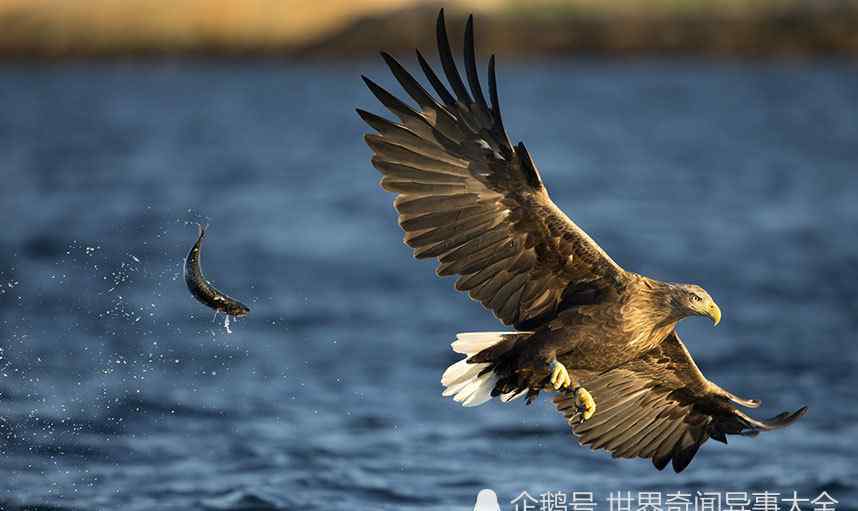 玉带海雕 盘点中国四大海雕，第四是海湾上空中最大型的猛禽