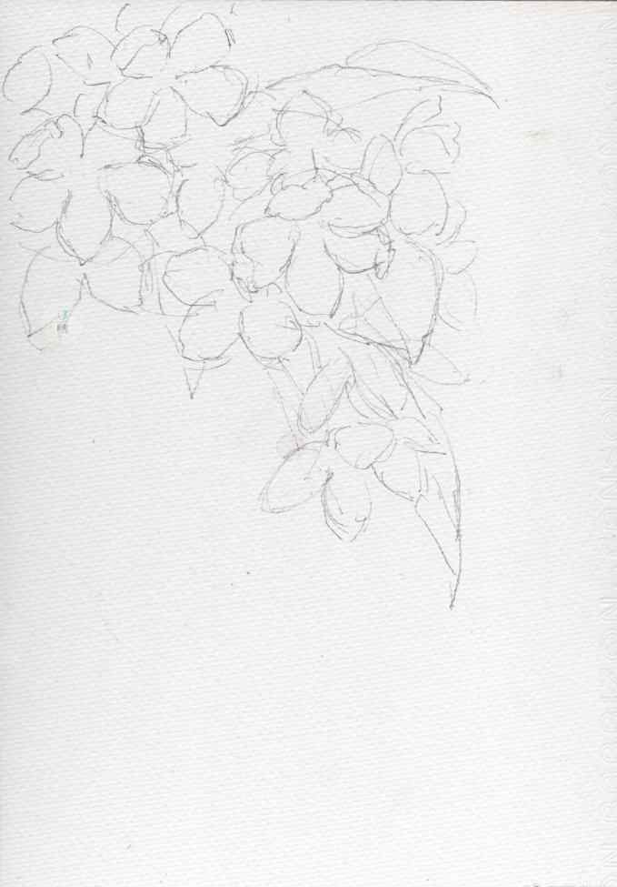 一枝桃花画 我想，你可以画一朵桃花