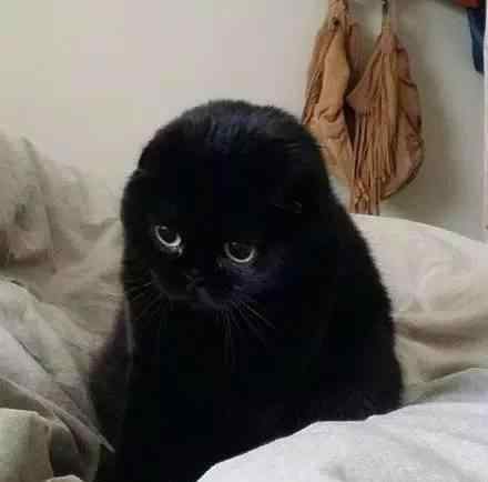 猫看见鬼有几种表现 猫是招鬼还是辟邪的？猫看见鬼有几种表现