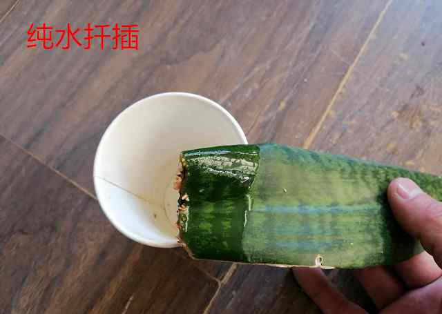如何让虎皮兰爆盆 虎皮兰扦插难？试试这两种基质，新手也能让它轻松长根