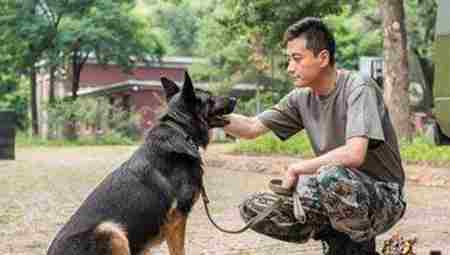 马里努阿犬 比利时马里努阿犬中的幽灵犬