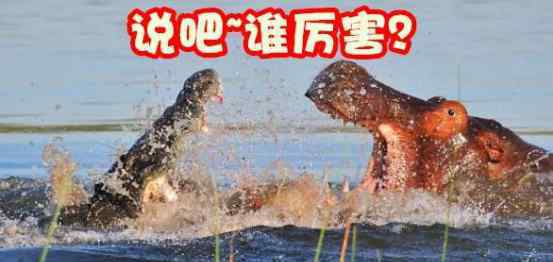 河马天敌是什么 鳄鱼能不能打过河马，河马在自然界没有天敌吗