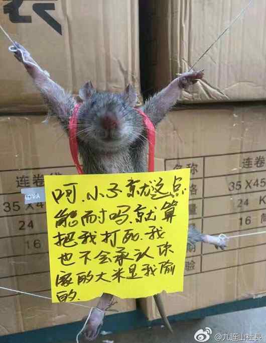 老鼠胸前挂悔过书 老鼠被五花大绑胸前挂悔过书 网友：字写错了你这只文盲鼠