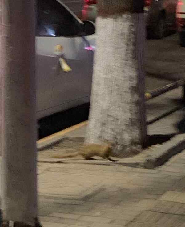 黄鼠狼附体 黄鼠狼附体能害死人吗，被附体了怎么让他走？