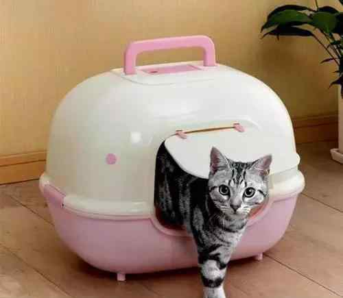 如何处理不想养的猫 如何养好一只猫？养猫咪的方法