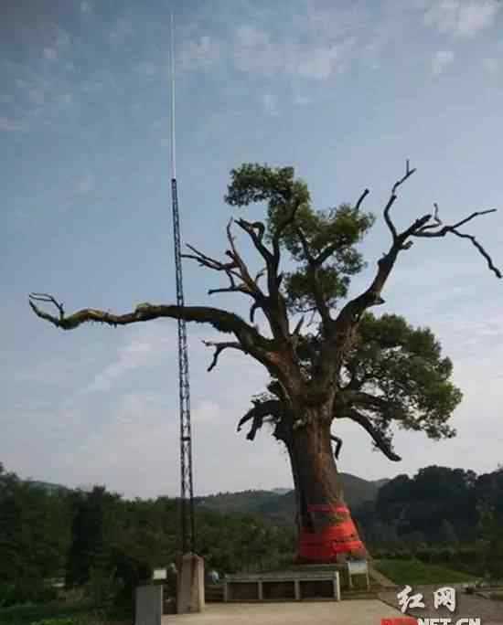慈利之窗 慈利县溪口“红军树”主题公园被认定为湖南省第一批古树公园