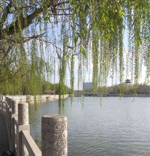 为什么说九里香是鬼树 传说中鬼为什么害怕柳条，柳条打鬼的口诀是什么