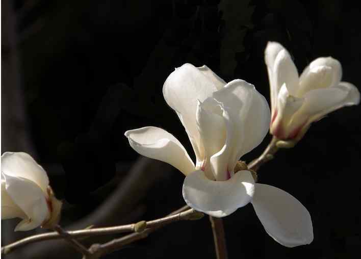 什么花是白色的 玉兰花是什么颜色 一共有几种颜色