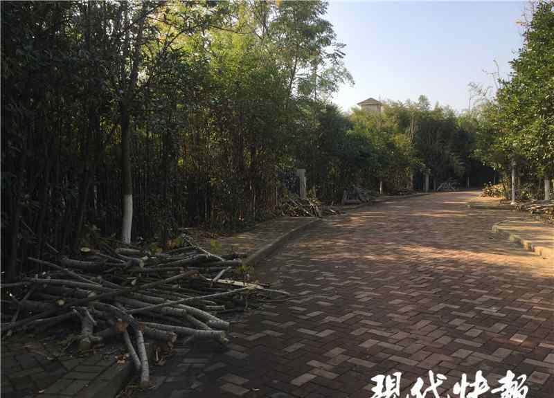 南京砍树 南京一小区多棵景观树被砍，砍树公司称“是误伤，当柴禾卖了”