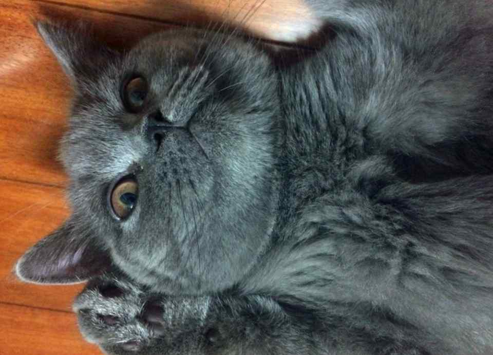 蓝猫是什么品种 为什么越来越多人喜欢蓝猫？这是什么品种？看完你也会喜欢