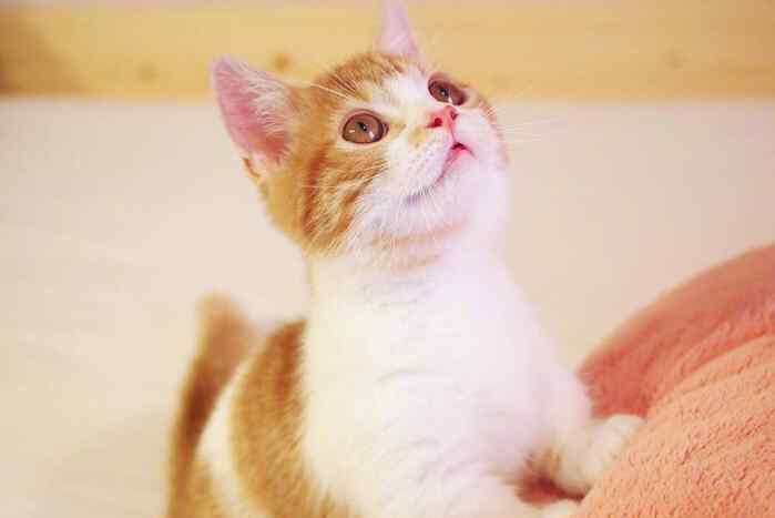 断尾 给猫咪断尾？会让猫咪十分痛苦！