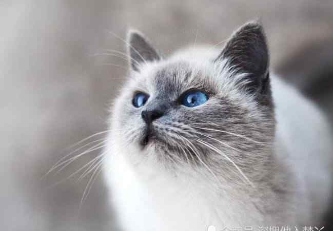 猫的胡子剪了会怎么样 猫咪的胡子可千万能不能剪，剪了以后，可能连路都不会走了