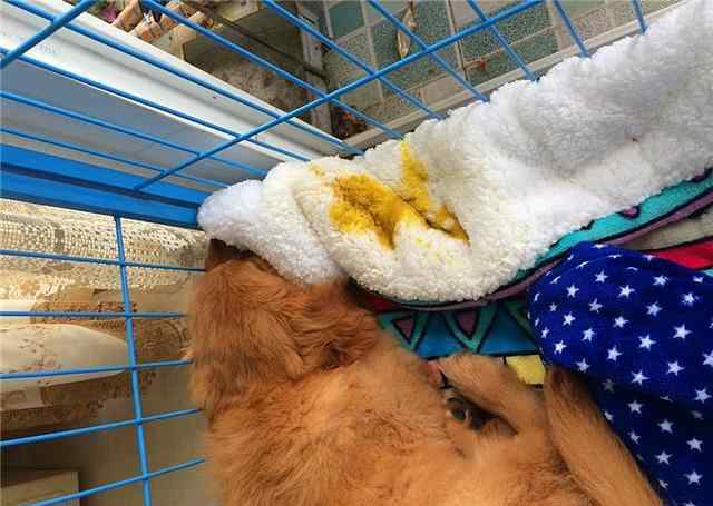 狗几个月就不怕细小了 幼犬感染犬细小后并不会变得“又细又小”，其实犬瘟热才是