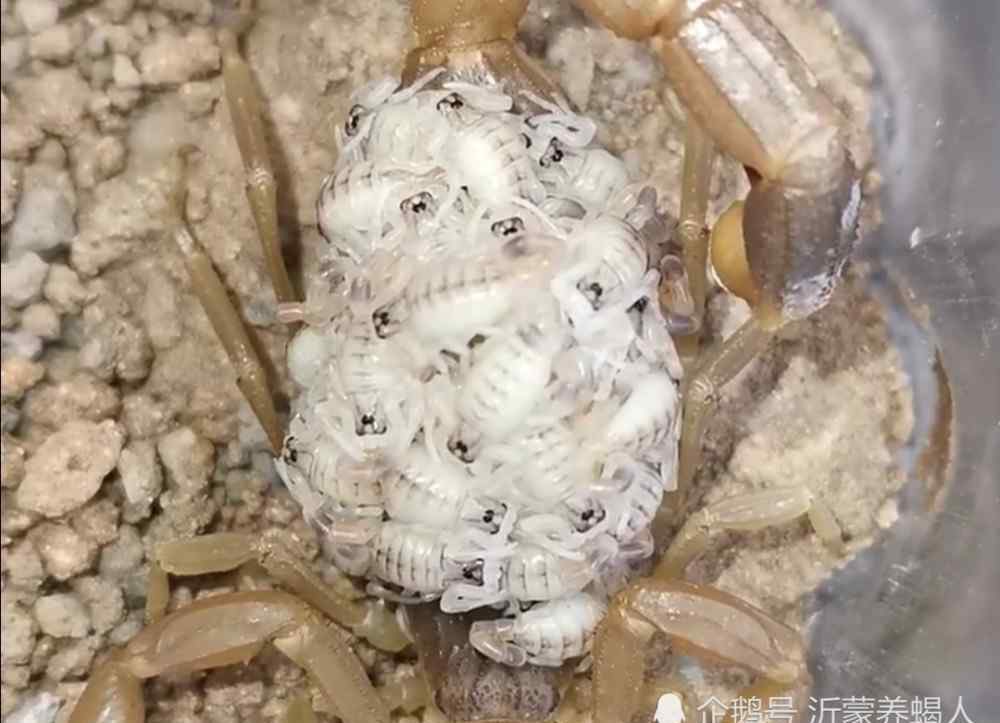 养殖蝎子卖不了 蝎子养殖行业内幕，为什么种蝎都是公母搭配按组卖？