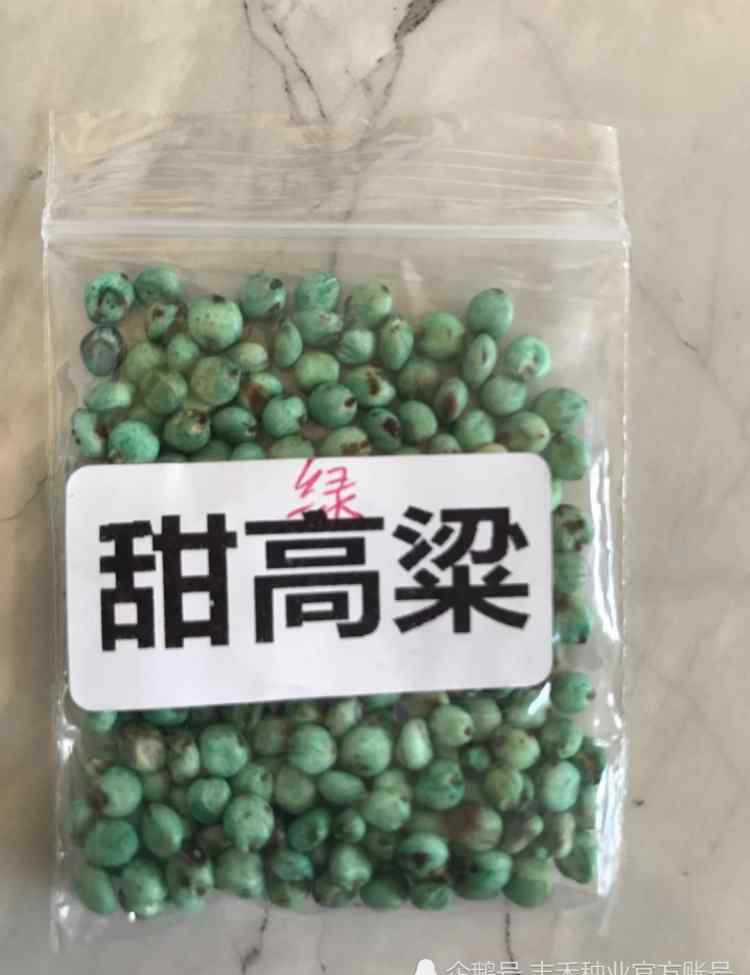 甜高粱牧草 高产牧草甜高粱，一亩草养十头牛