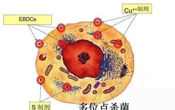 松脂酸铜 为何松脂酸铜是替代波尔多液的理想杀菌剂？这里给你答案
