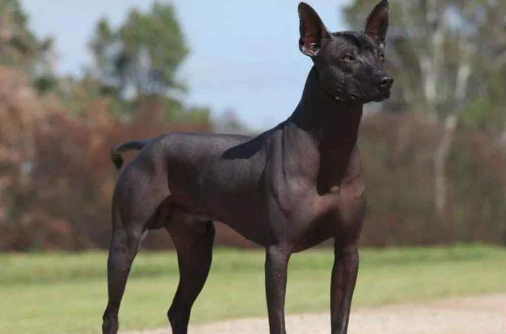 奇努克 世界上最“稀有”的4个犬种，被视为珍宝，其中一种最少时只有11只