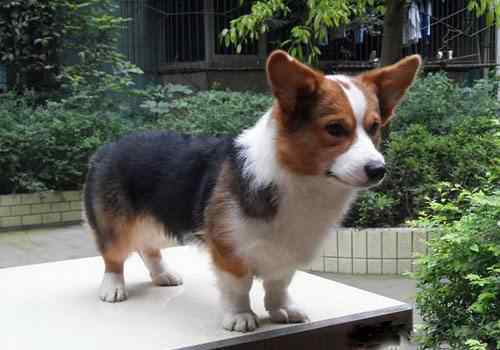 柯基尾巴 柯基犬为什么都没有尾巴？纯种的柯基犬多少钱一只