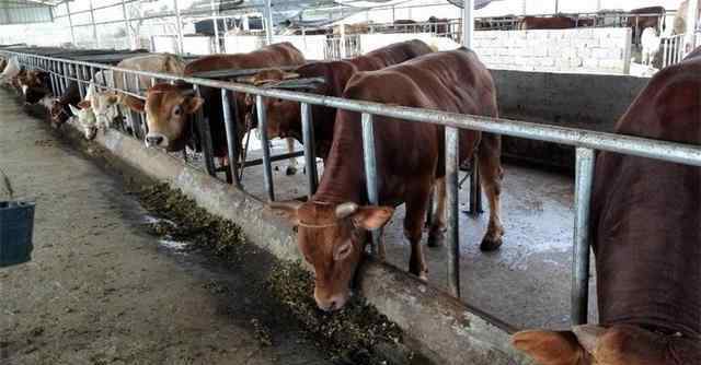 养肉牛成本 现在养一头肉牛，需要多少成本，真实利润有多少？