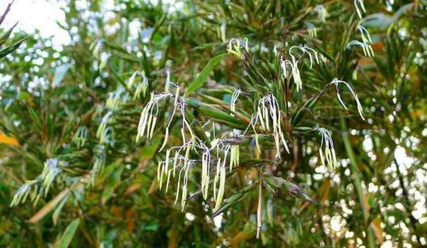竹子开花 竹子开花一定有灾吗？家里竹子开花是吉还是凶