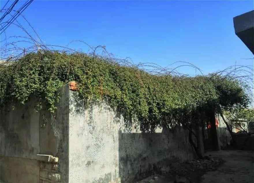 山木香树图片 一棵山木香养十年，爬得满墙都是，花一开隔着老远都能闻到香味！