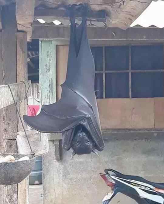 家里飞进蝙蝠 蝙蝠飞到家里是什么预兆，它是老鼠进化变成的吗？