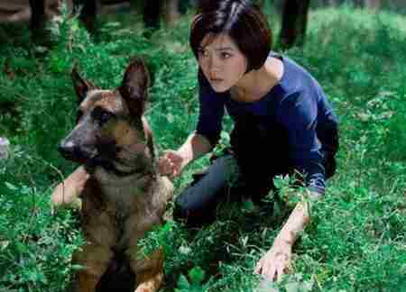马里努阿犬 比利时马里努阿犬中的幽灵犬