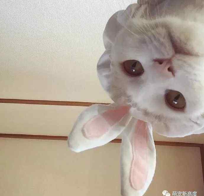 猫图片大全可爱 猫咪图片大全可爱头像