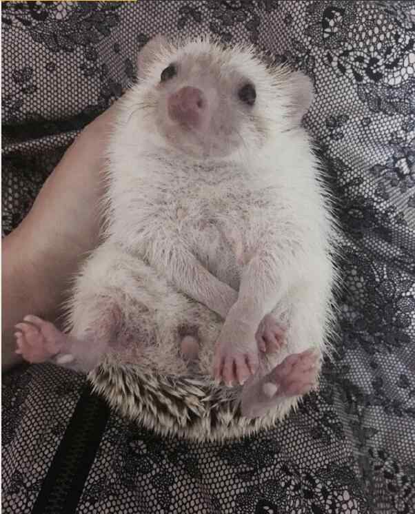 捡到刺猬是吉是凶 晚上看见刺猬是凶是吉，为什么说刺猬是财神？
