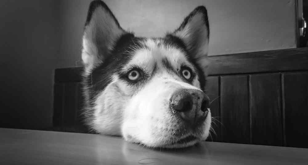 狗的脑炎多久会死亡 一发现就是晚期，两岁军犬“五一”患癌离世能否敲响宠物主心中的警钟？