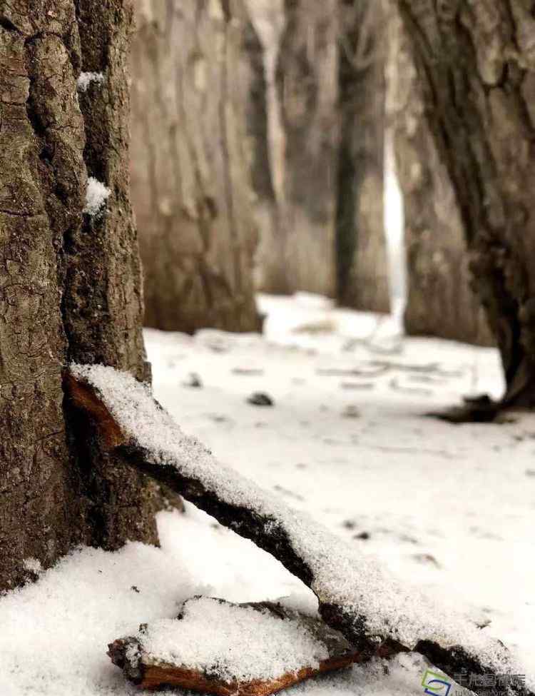 北京道落雪了 雪花进京！坐标延庆 这波冬季雪景图美翻了