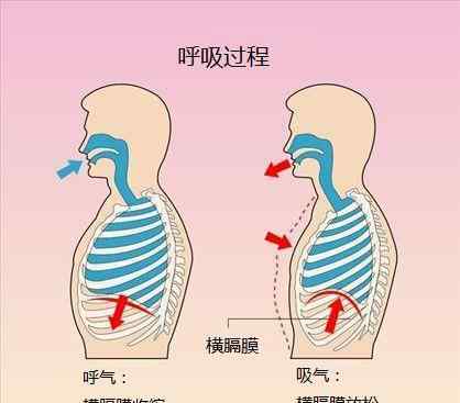 横膈膜的作用 唱歌时横膈膜的作用是什么？