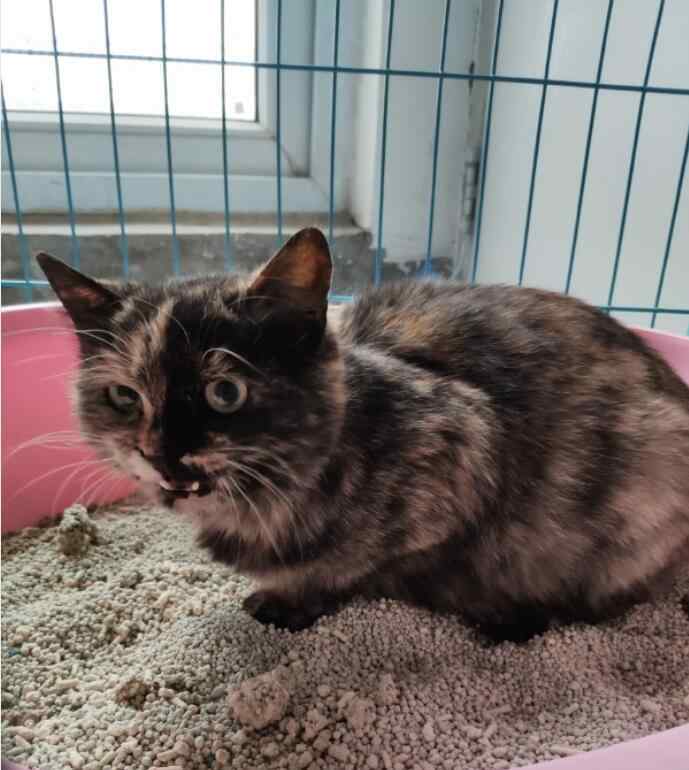 猫突然粘人预示什么 陌生猫跟着你走是什么兆头好还是坏，猫跟着人回家什么预兆？