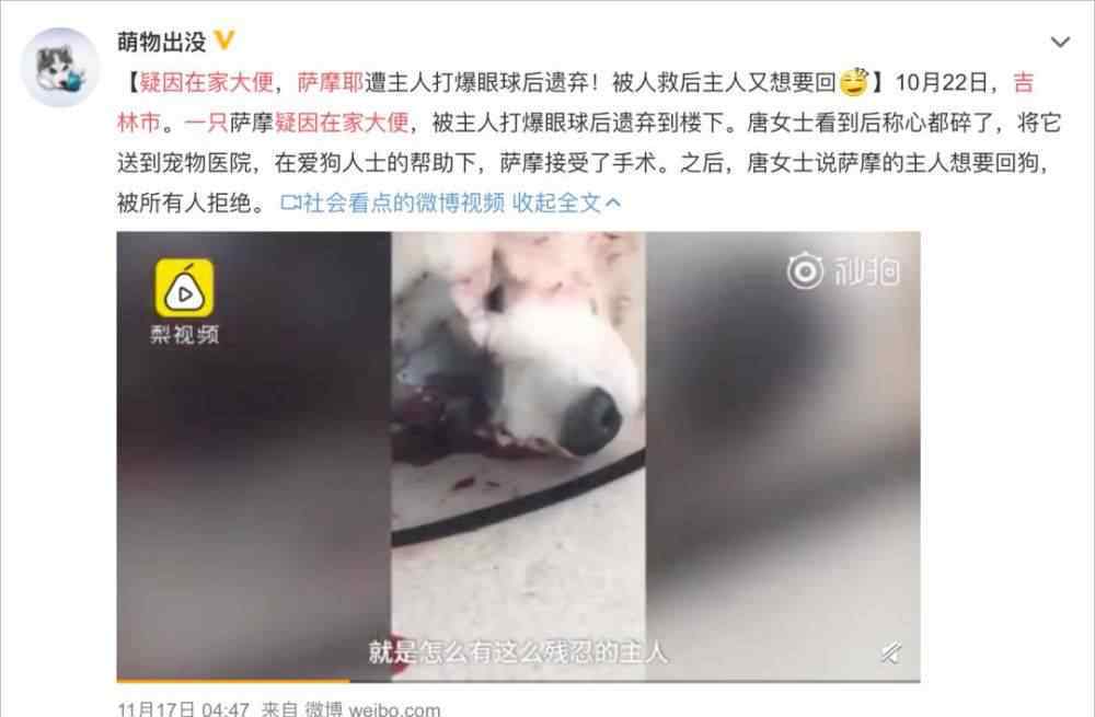 猫好养吗 买了一只猫，很乖很好，突然不想养了怎么办？