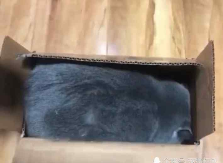 代下猫 出差不便托人代养猫，朋友掀开箱子的那刻，一下就被猫咪给逗乐了