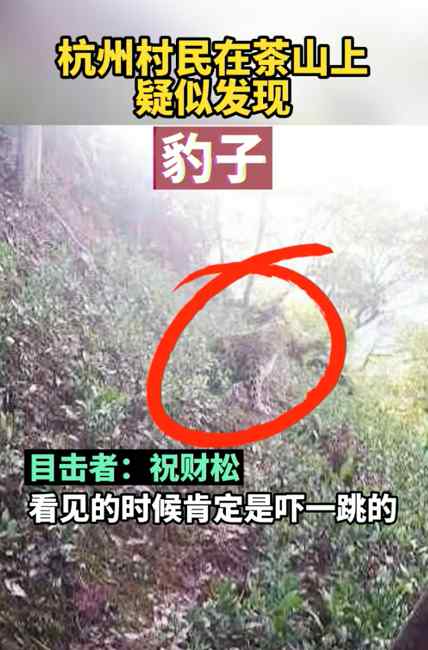 目击者还原杭州发现豹子经过：它胆子挺大 还回头看我一眼！