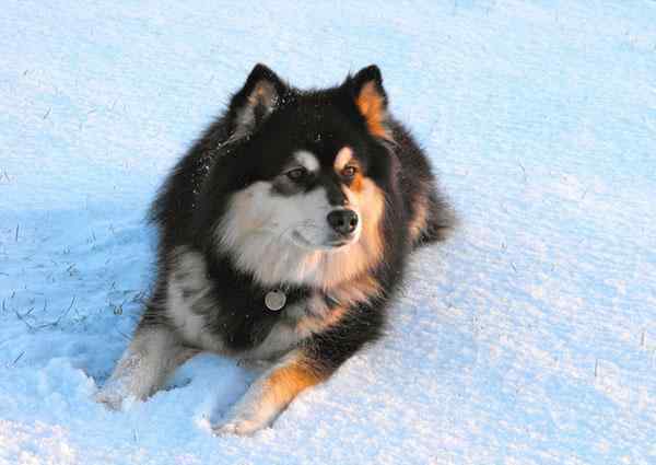 芬兰猎犬 芬兰拉普猎犬：长得像中型的阿拉斯加犬，是能够狩猎驯鹿的狗狗