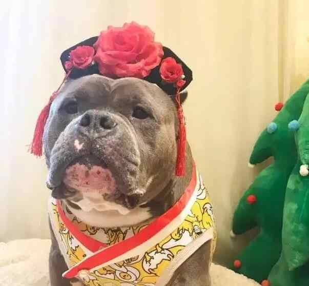 狗狗咬了主人会后悔吗 恶霸犬为啥养的都后悔？恶霸犬到底咬不咬人是禁养犬吗