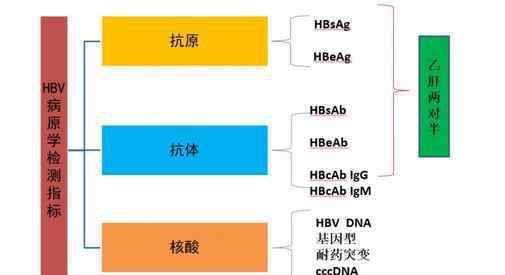 乙肝E抗原 乙肝e抗原阴性，转氨酶反复升高，几种原因要先查明